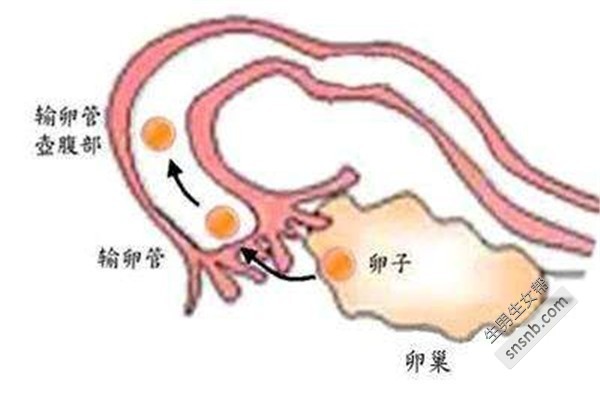 促排卵期间，输卵管有液体是正常的吗？