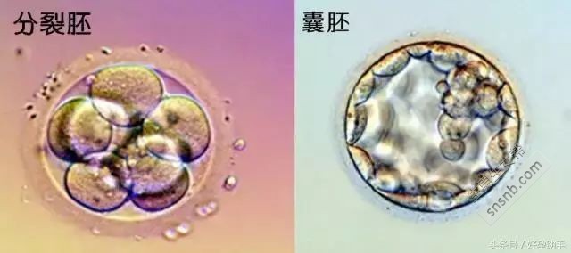 新鲜胚胎、冷冻胚胎和囊胚的情况